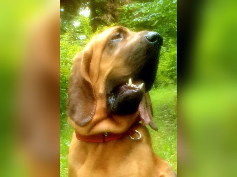 Bloodhound