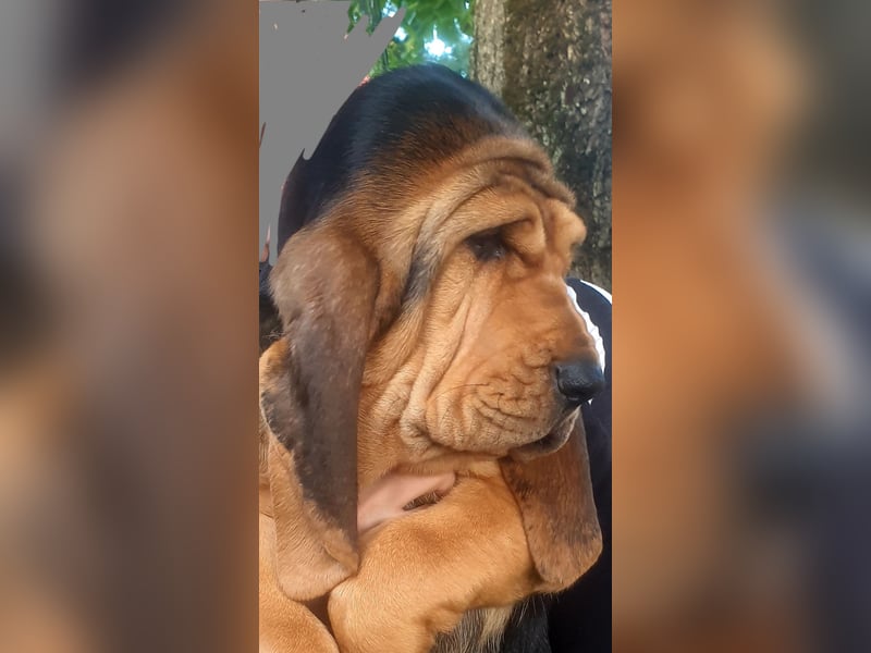 Bloodhound
