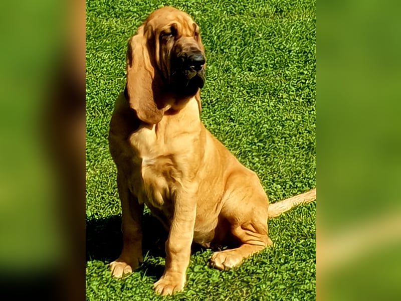 Bloodhound