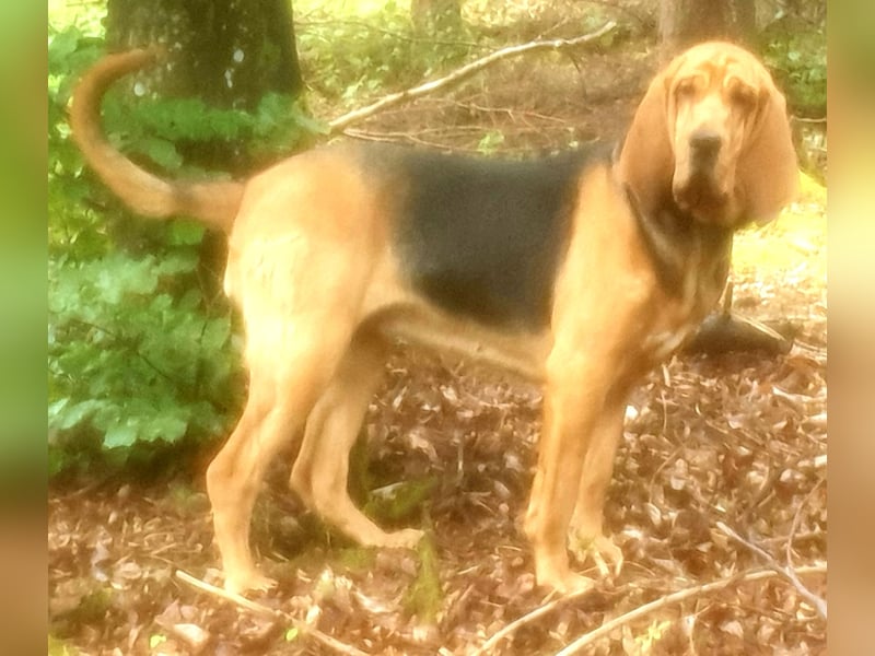 Bloodhound