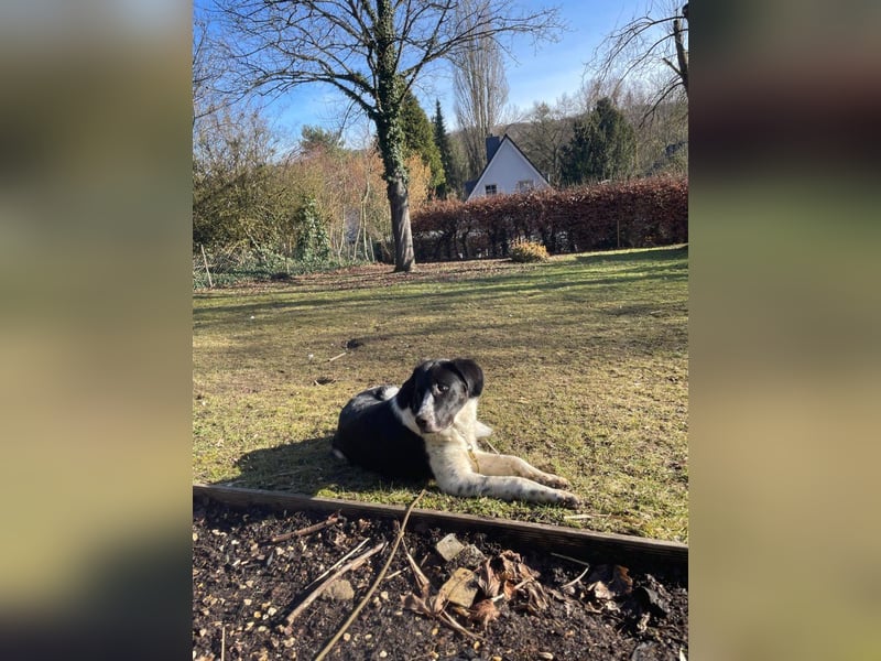 Milu sucht ihre Menschen