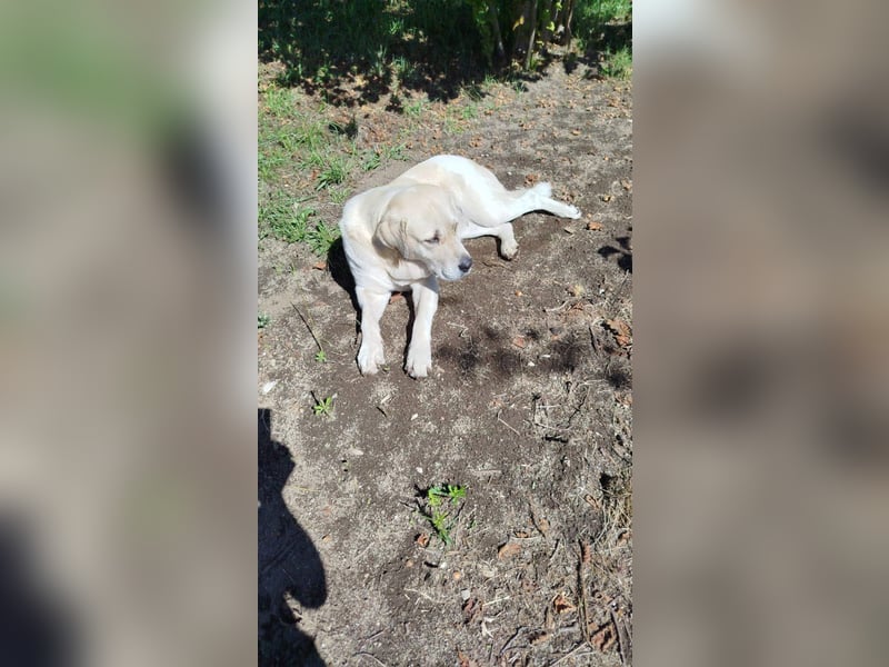 Lola sucht geduldige Menschen