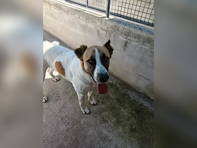 Arcibaldo sucht sein Glück