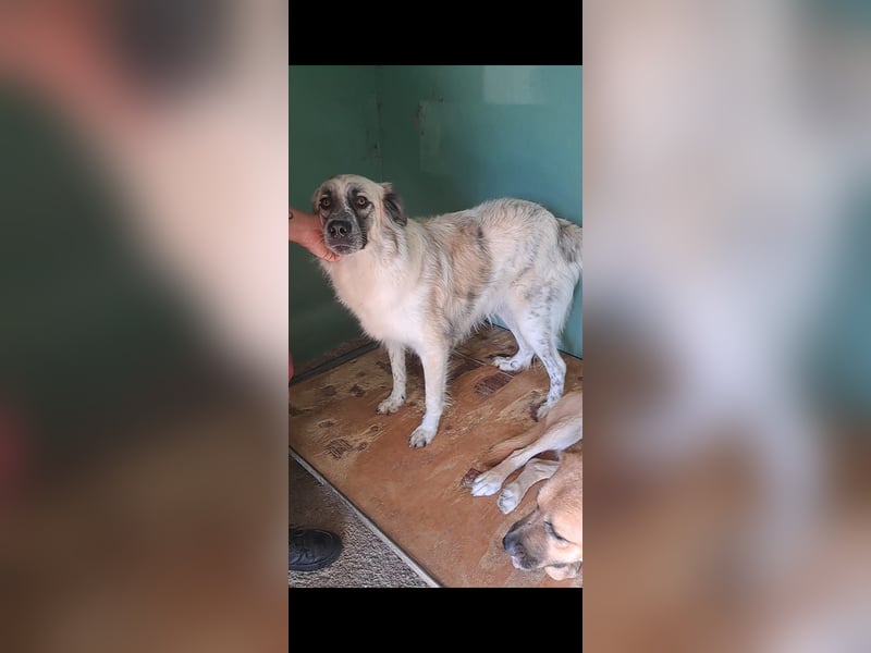 Ceppi sucht sein für immer Zuhause