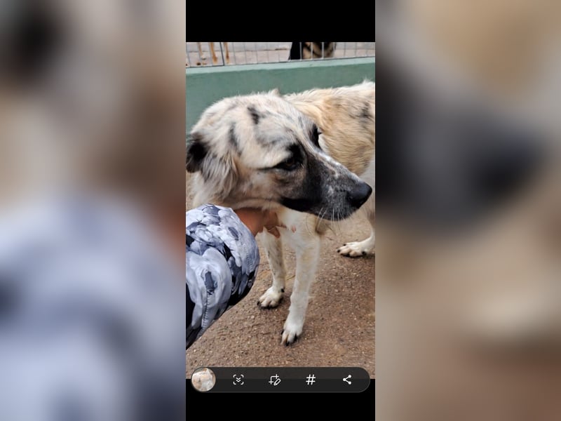 Ceppi sucht sein für immer Zuhause