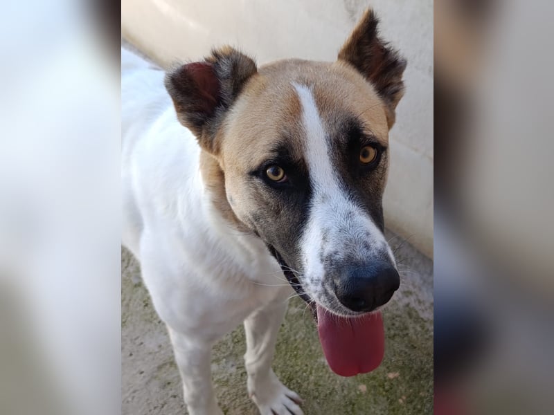 Arcibaldo möchte ankommen