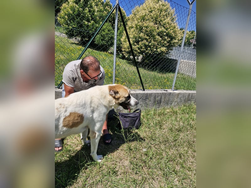 Arcibaldo sucht sein Glück