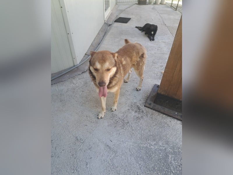 Ettore sucht sein für immer Zuhause