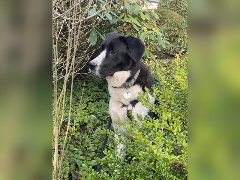 Milu sucht ihre Menschen