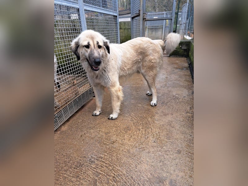 Fiorella sucht ihr passendes Zuhause