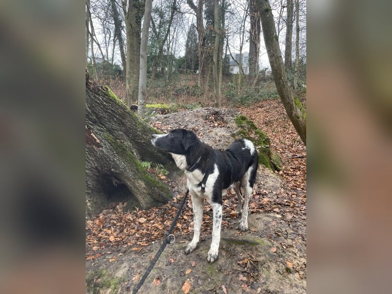 Milu sucht ihre Menschen