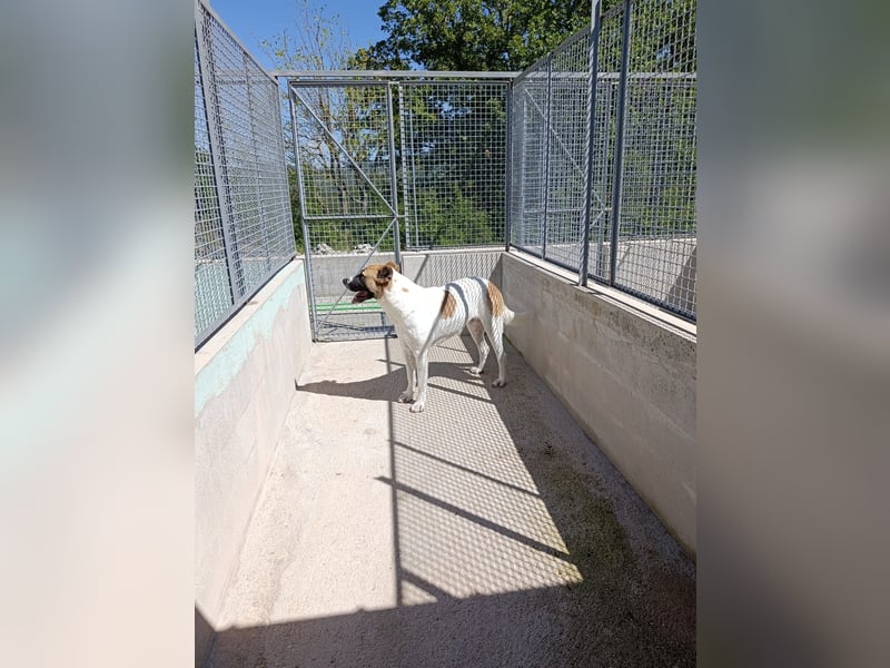 Arcibaldo möchte ankommen