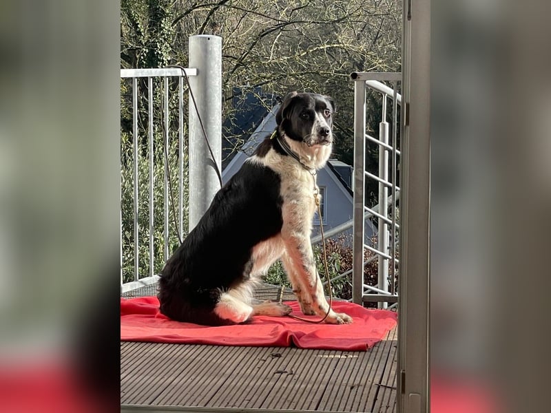 Milu sucht ihre Menschen