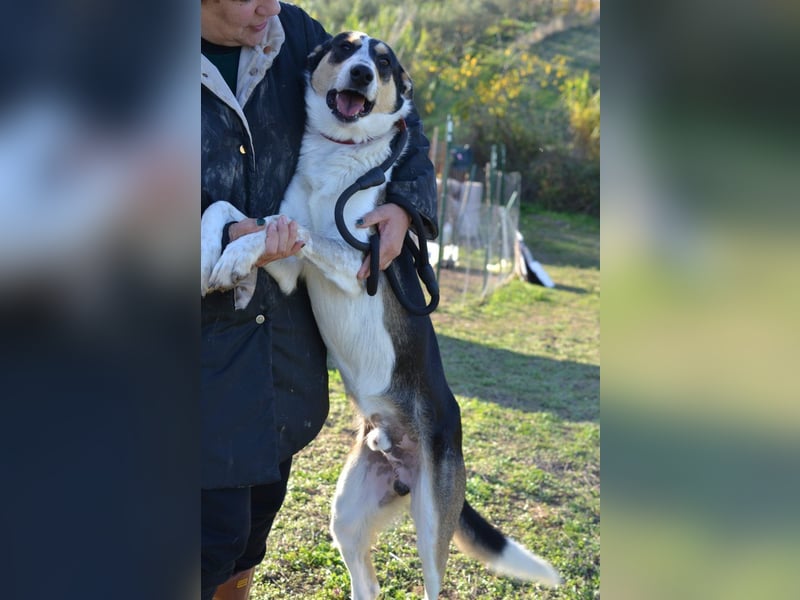 Lupo möchte ankommen