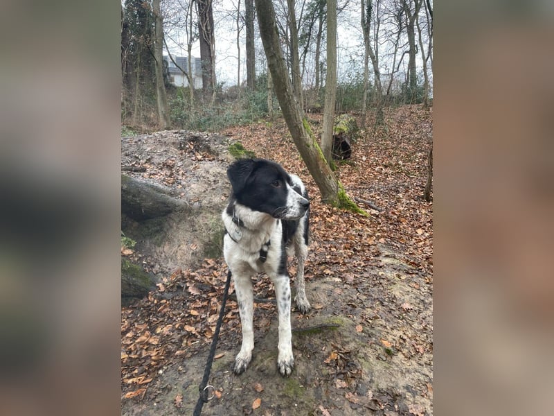 Milu sucht ihre Menschen