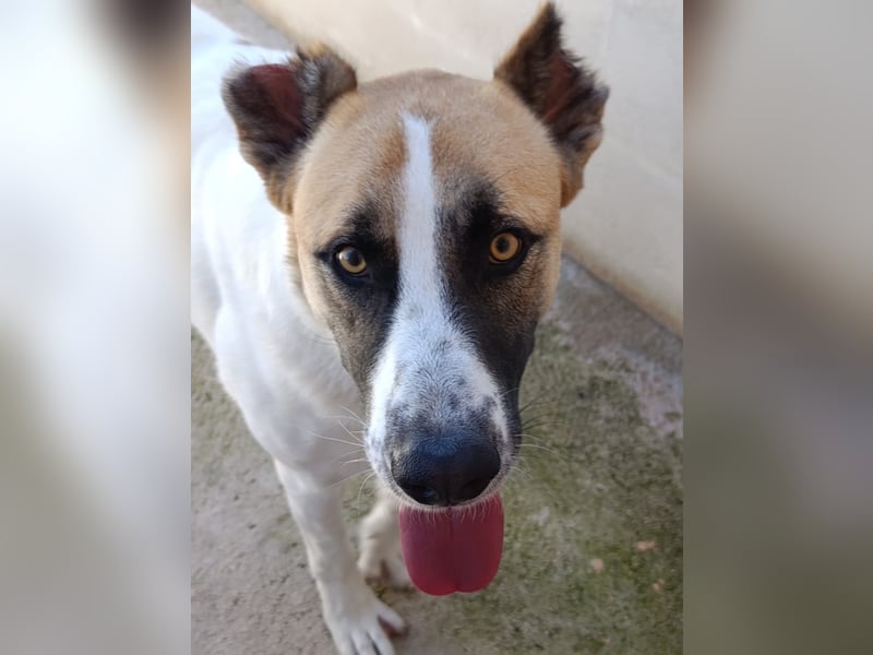 Arcibaldo möchte ankommen