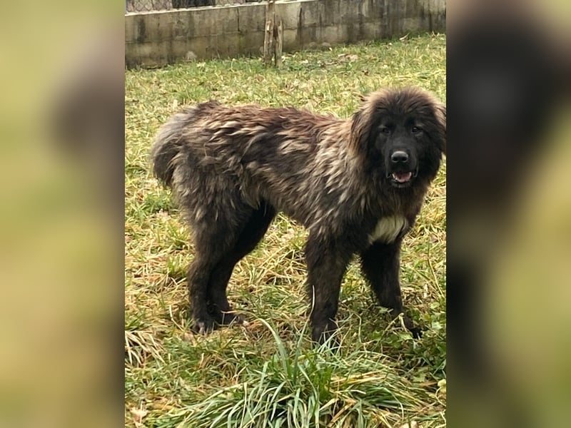 Tessa sucht ihre Menschen