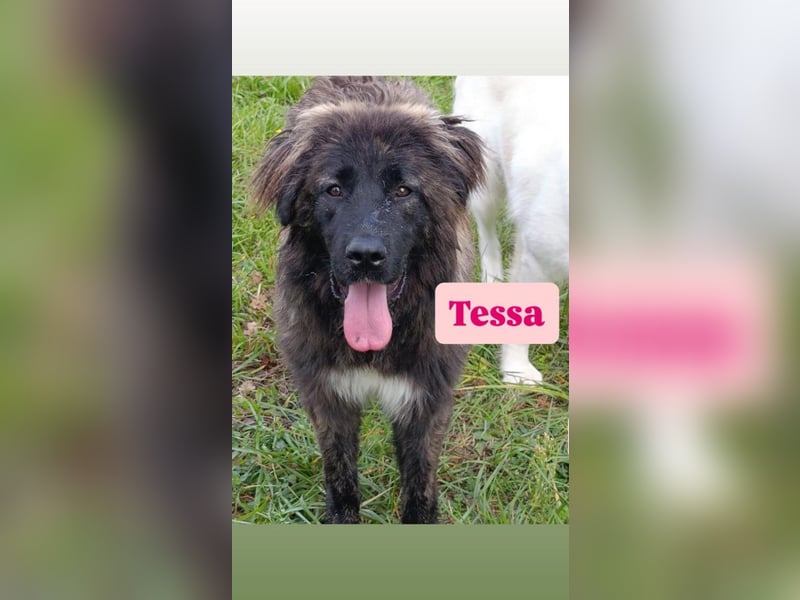 Tessa sucht ihre Menschen