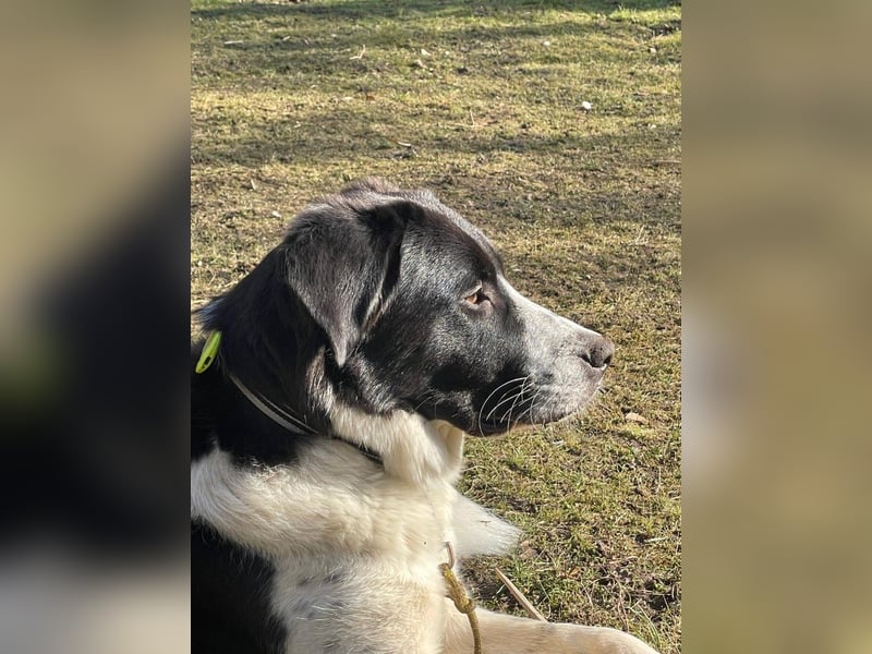 Milu sucht ihre Menschen