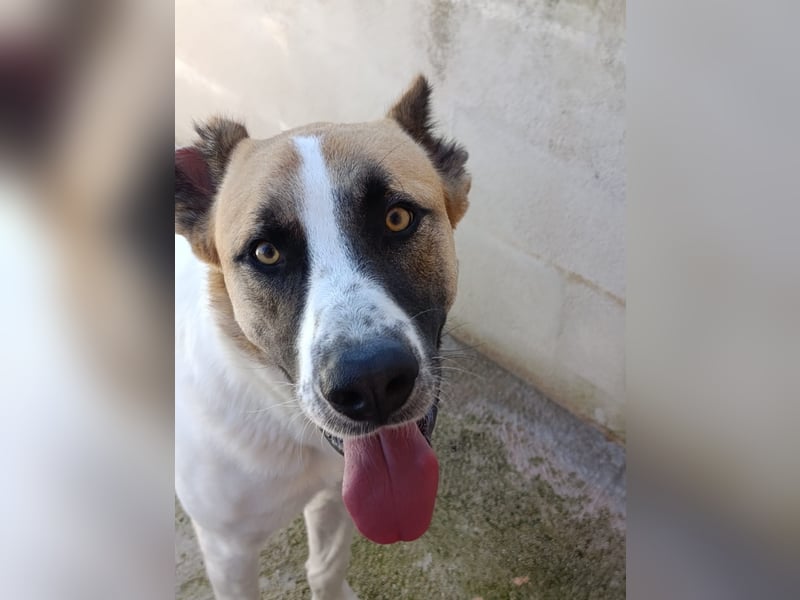 Arcibaldo möchte ankommen