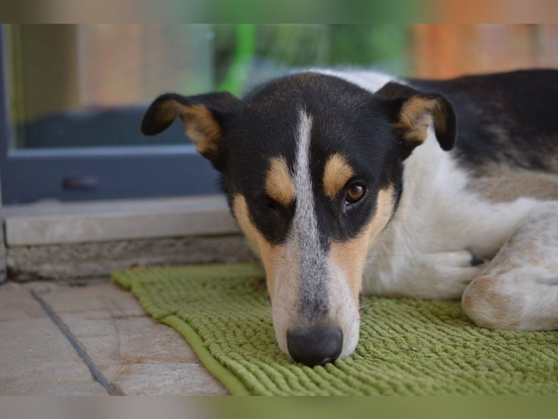 Lupo möchte ankommen