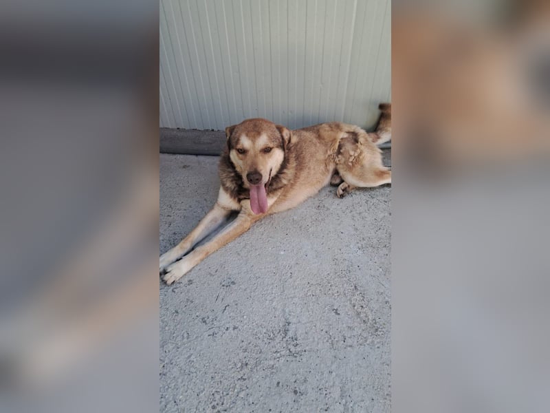 Ettore sucht sein für immer Zuhause