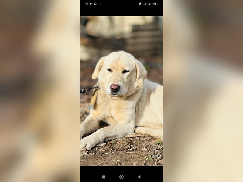 Ayris sucht ihr Für -immer -Zuhause ❤️❤️❤️