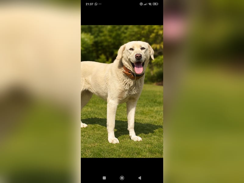 Ayris sucht ihr Für -immer -Zuhause ❤️❤️❤️