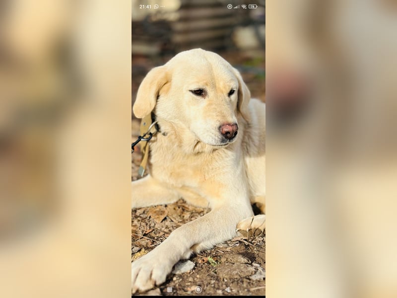 Ayris sucht ihr Für -immer -Zuhause ❤️❤️❤️