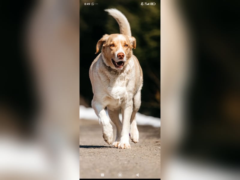 Doby sucht sein für immer Zuhause ❤️❤️❤️