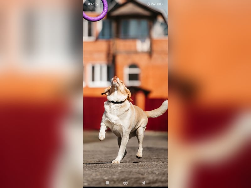 Doby sucht sein für immer Zuhause ❤️❤️❤️
