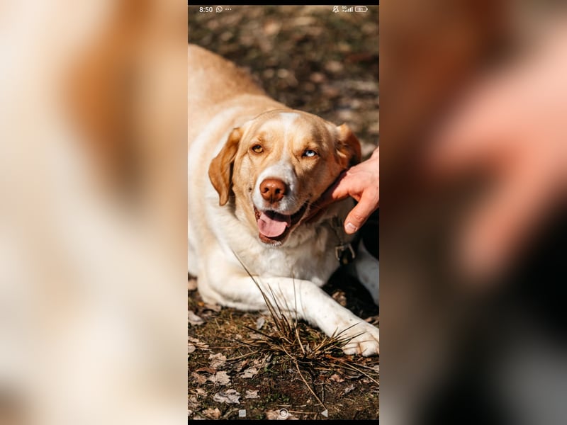 Doby sucht sein für immer Zuhause ❤️❤️❤️
