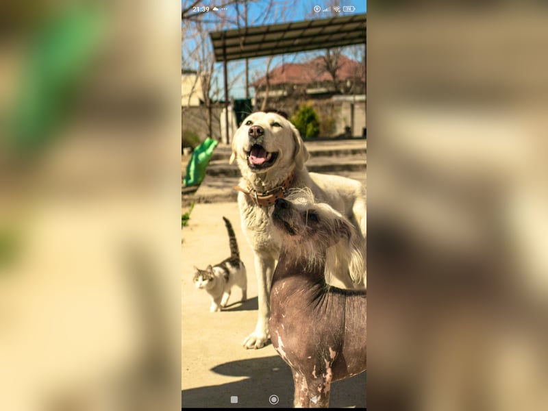 Ayris sucht ihr Für -immer -Zuhause ❤️❤️❤️