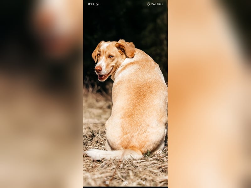 Doby sucht sein für immer Zuhause ❤️❤️❤️