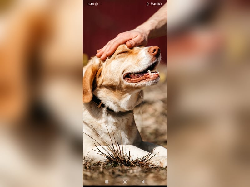 Doby sucht sein für immer Zuhause ❤️❤️❤️