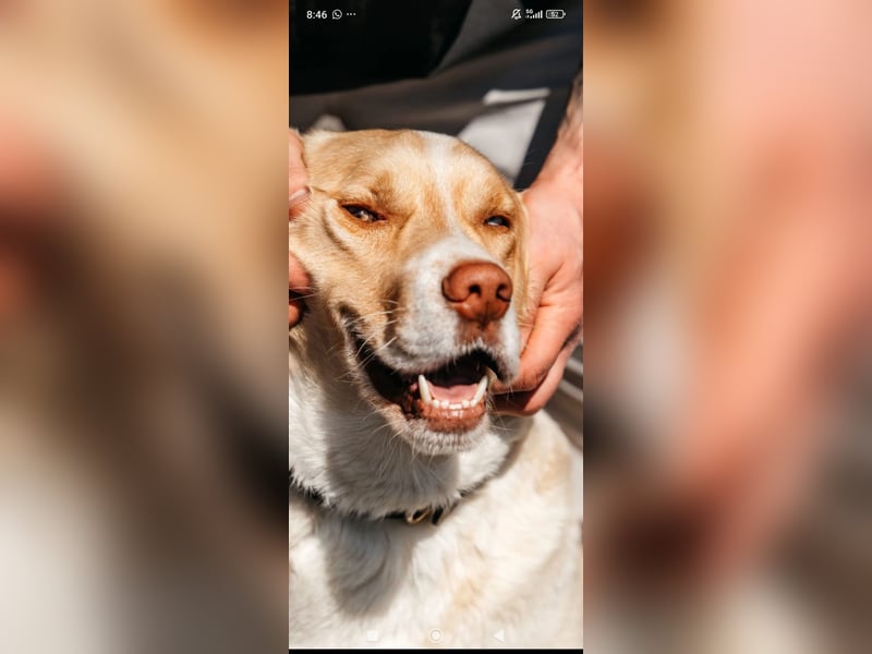 Doby sucht sein für immer Zuhause ❤️❤️❤️