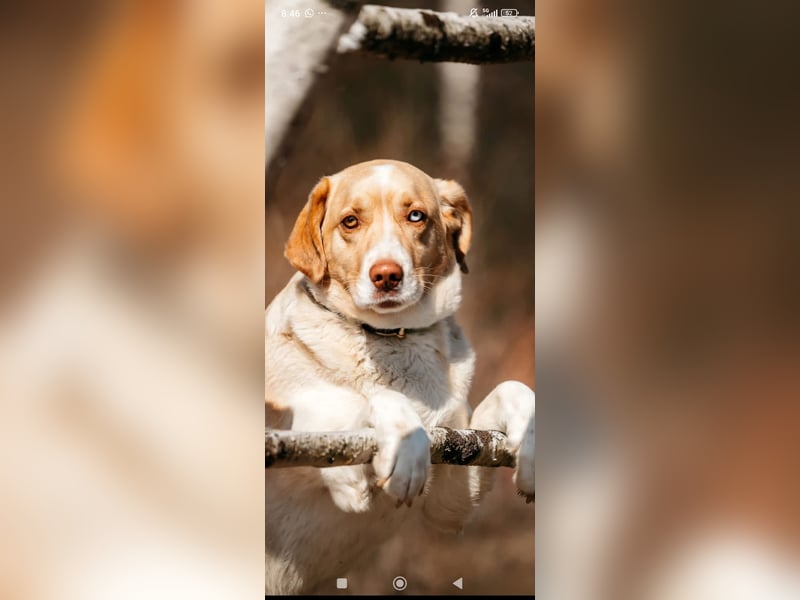 Doby sucht sein für immer Zuhause ❤️❤️❤️