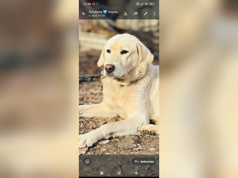 Ayris sucht ihr Für -immer -Zuhause ❤️❤️❤️