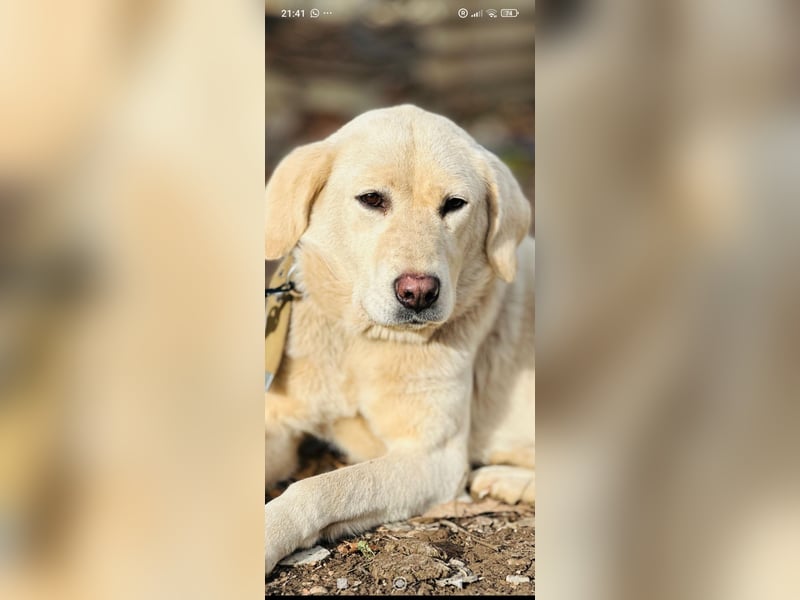 Ayris sucht ihr Für -immer -Zuhause ❤️❤️❤️