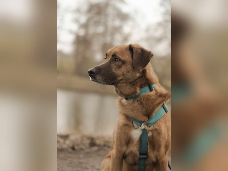 Fred - ist ein ruhiges Wesen