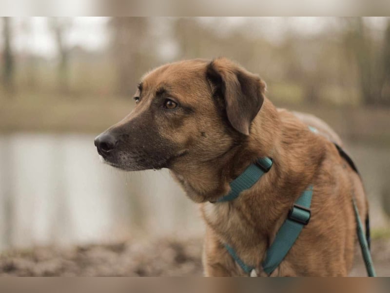 Fred - ist ein ruhiges Wesen