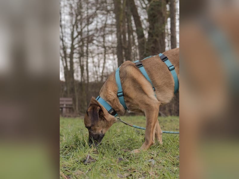 Fred - ist ein ruhiges Wesen