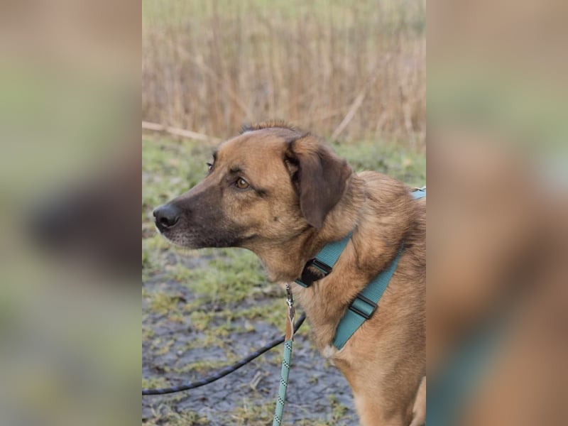 Fred - ist ein ruhiges Wesen