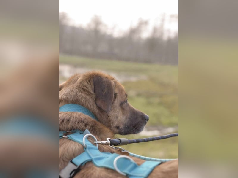 Fred - ist ein ruhiges Wesen