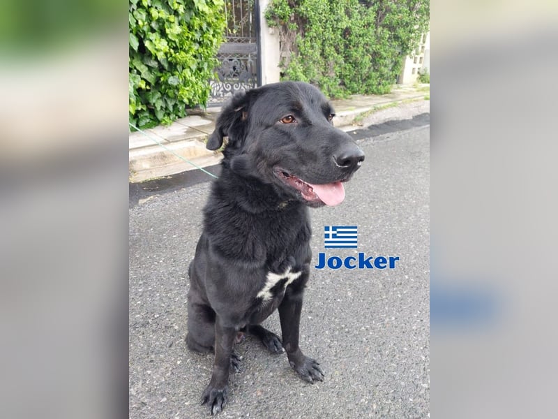 Jocker,geb.03/23,verschmustes Riesenbaby sucht seine Familie