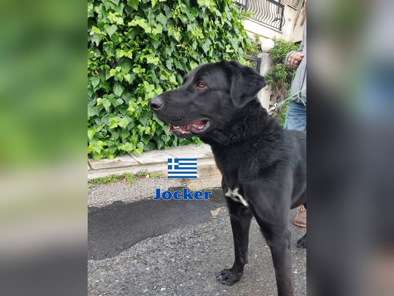 Jocker,geb.03/23,verschmustes Riesenbaby sucht seine Familie