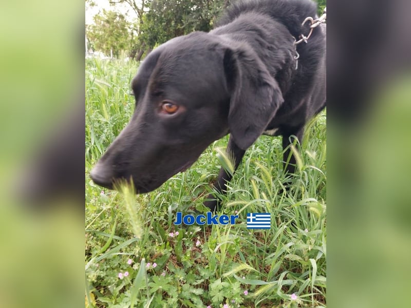 Jocker,geb.03/23,verschmustes Riesenbaby sucht seine Familie