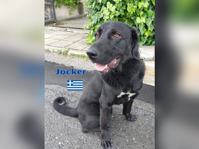 Jocker,geb.03/23,verschmustes Riesenbaby sucht seine Familie
