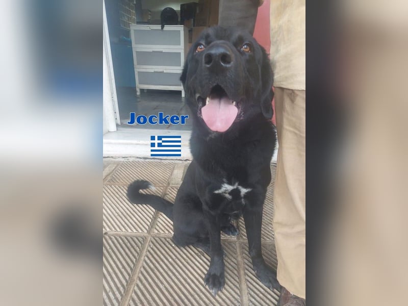 Jocker,geb.03/23,verschmustes Riesenbaby sucht seine Familie