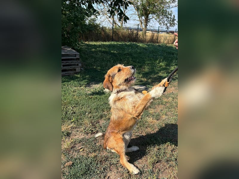 Bruno, toller Riese